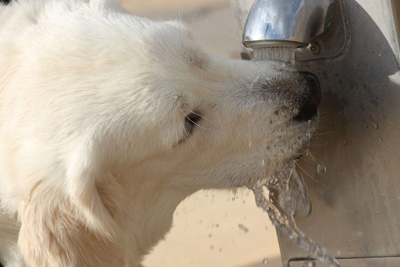 usar-una-fuente-de-agua-para-perros